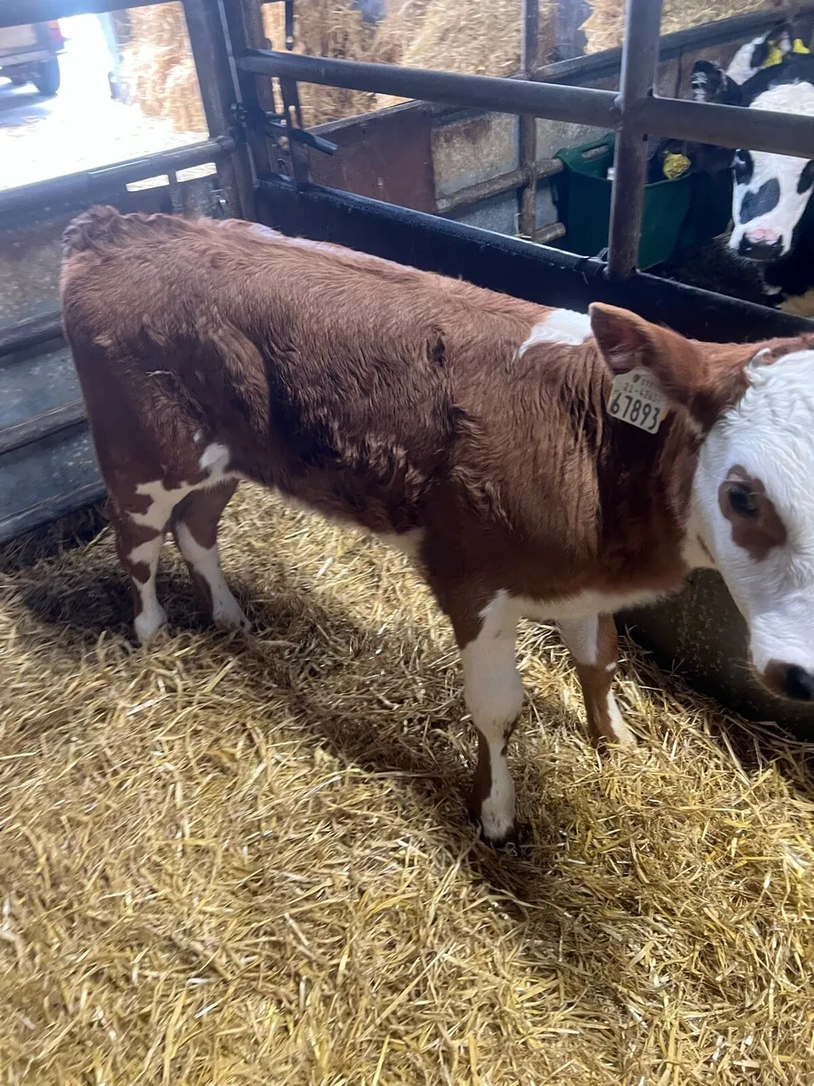 Red WH heifer calf for sale - Image 1