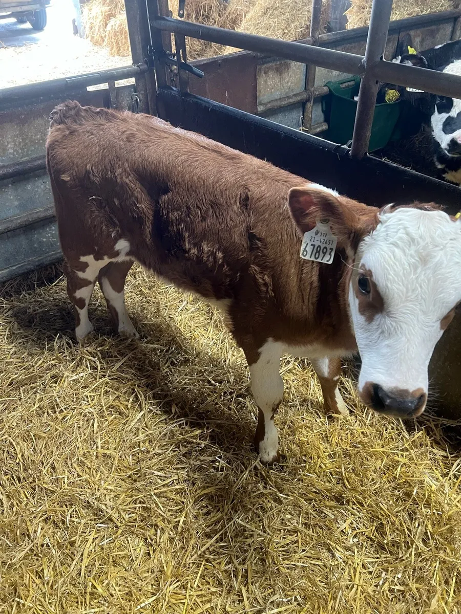 Red WH heifer calf for sale - Image 2