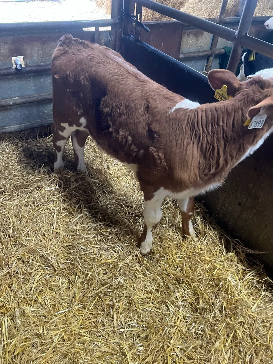 Red WH heifer calf for sale - Image 3