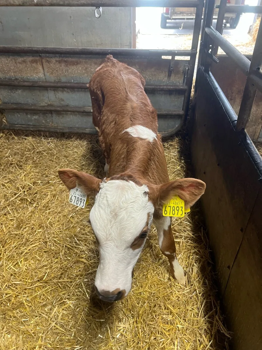 Red WH heifer calf for sale - Image 4