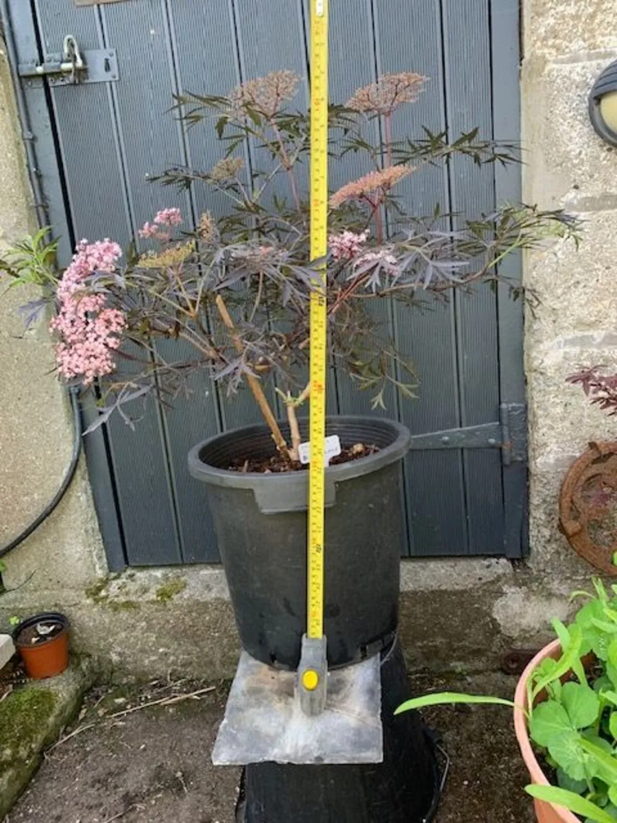 Sambucus Nigra in very large pot. - Image 1
