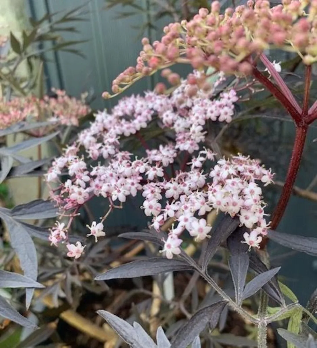 Sambucus Nigra in very large pot. - Image 3