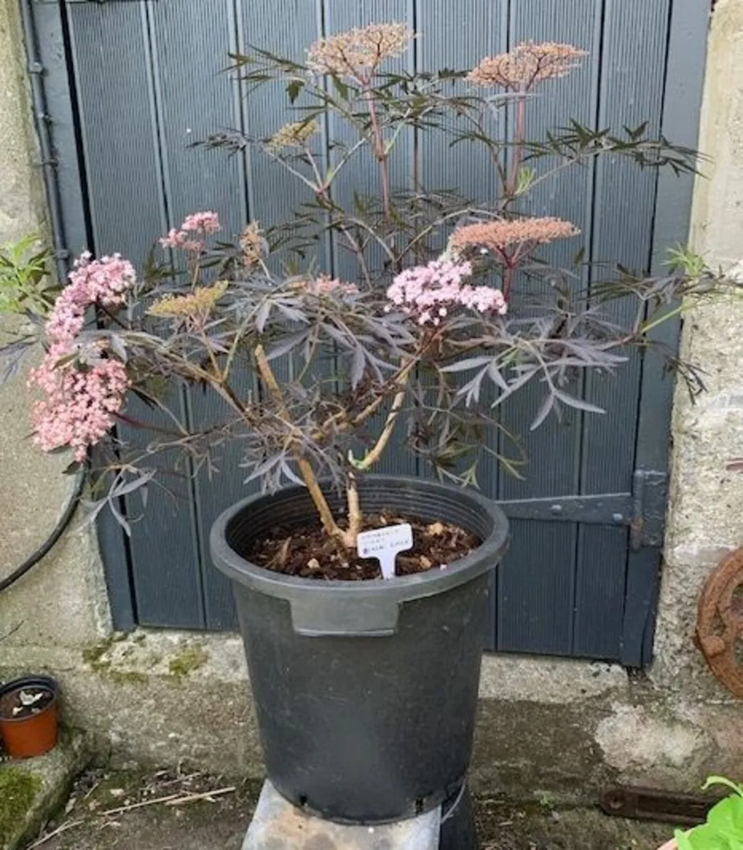 Sambucus Nigra in very large pot. - Image 2