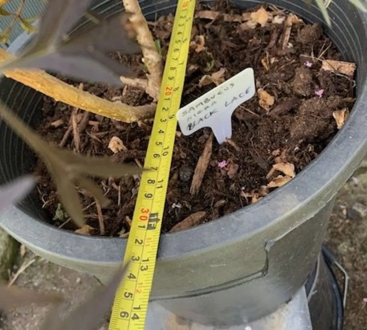 Sambucus Nigra in very large pot. - Image 4