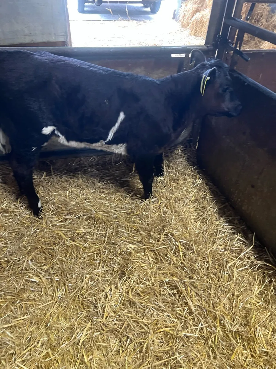 Shorthorn heifer calf for sale - Image 1