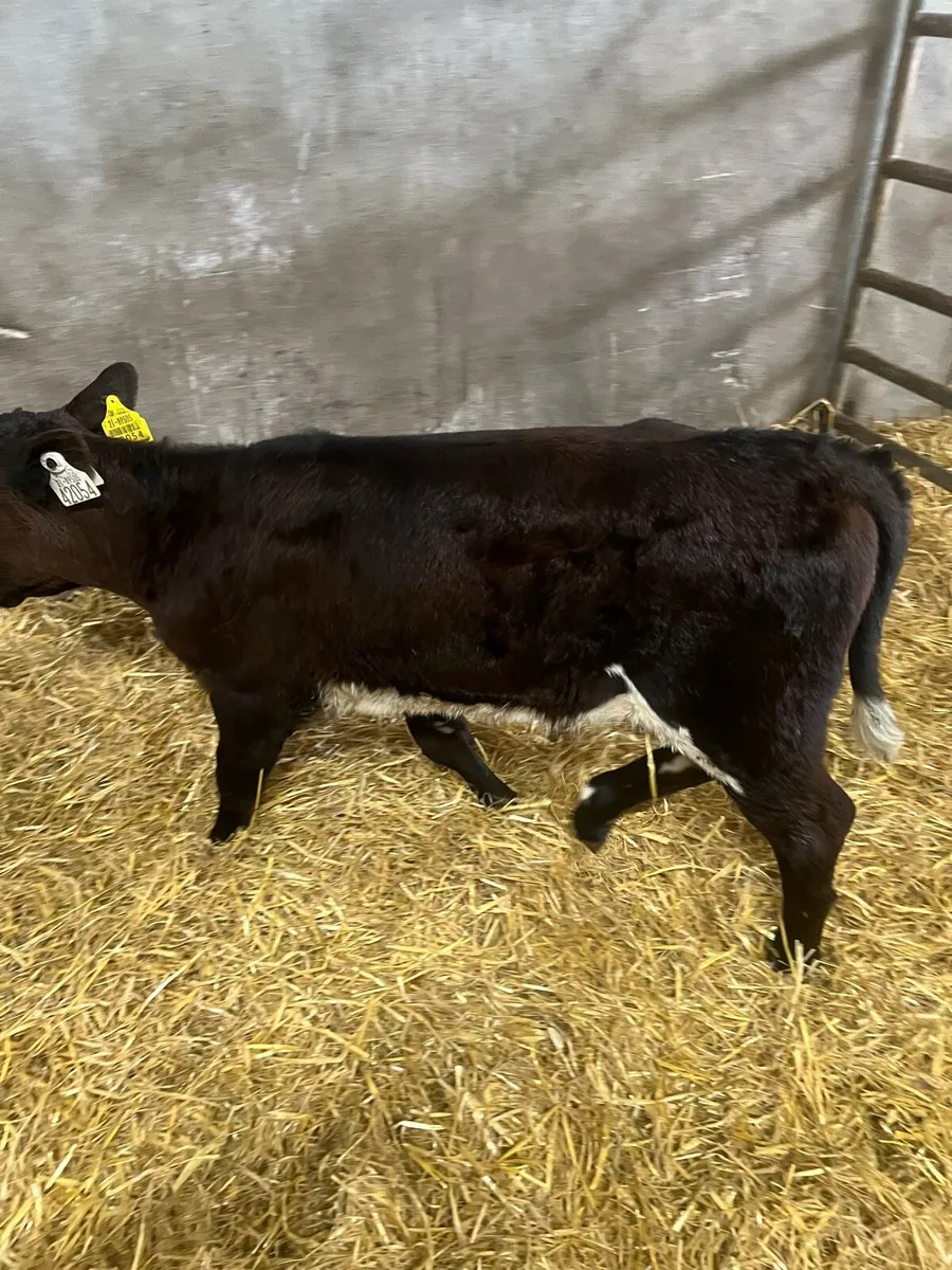 Shorthorn heifer calf for sale - Image 2