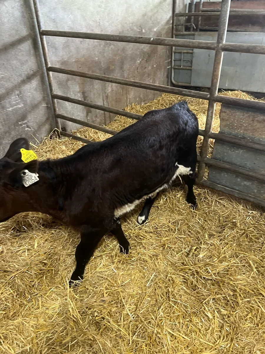 Shorthorn heifer calf for sale - Image 3