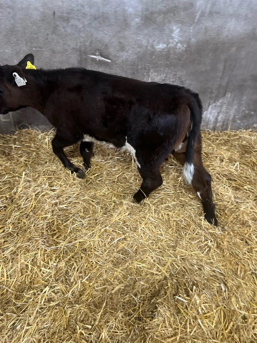 Shorthorn heifer calf for sale - Image 4
