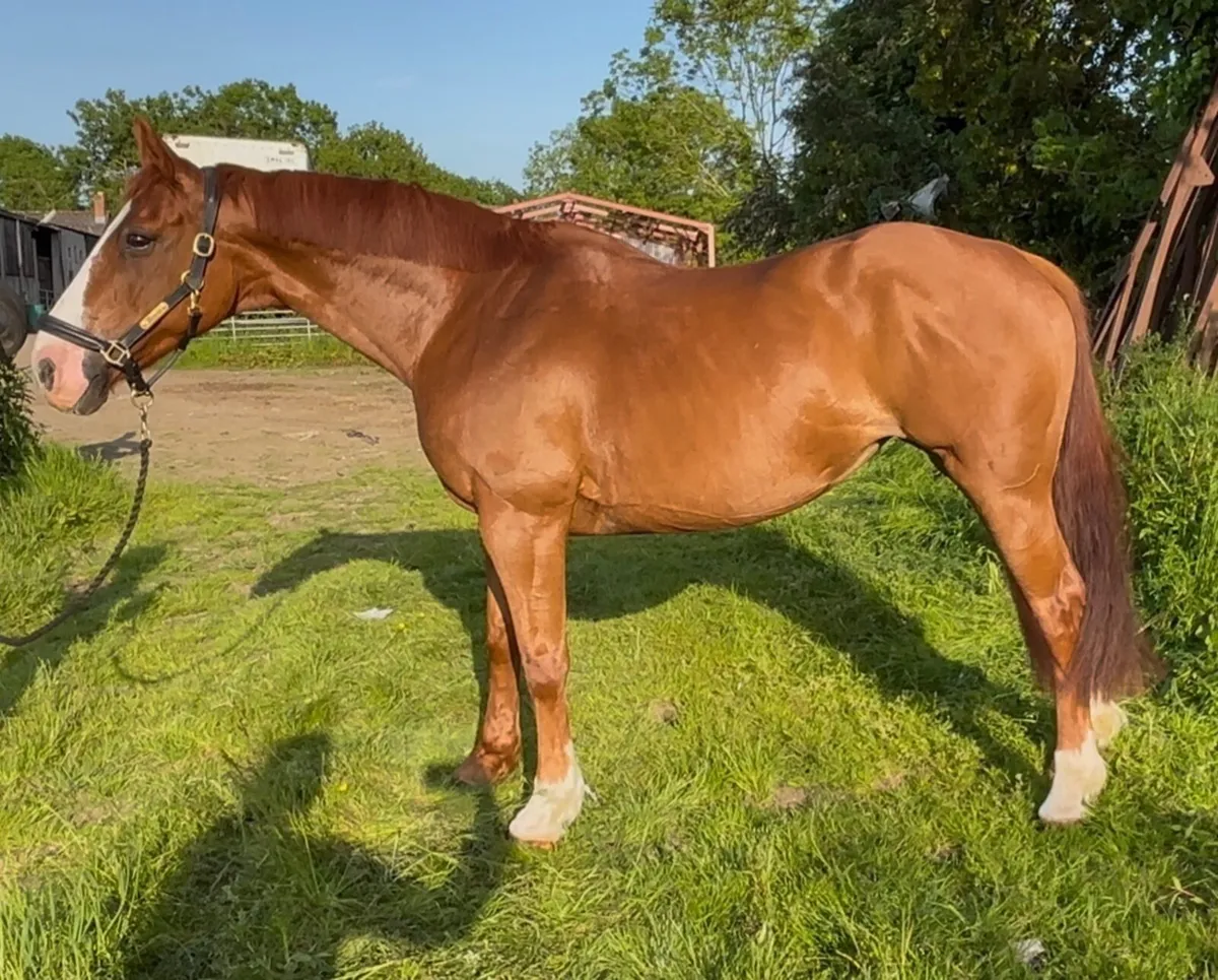 Barnagore Lola 15.3hh 11yo mare - Image 4