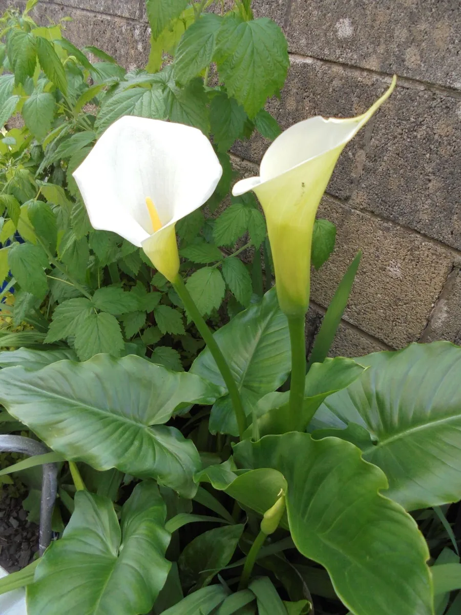 Calla lilies