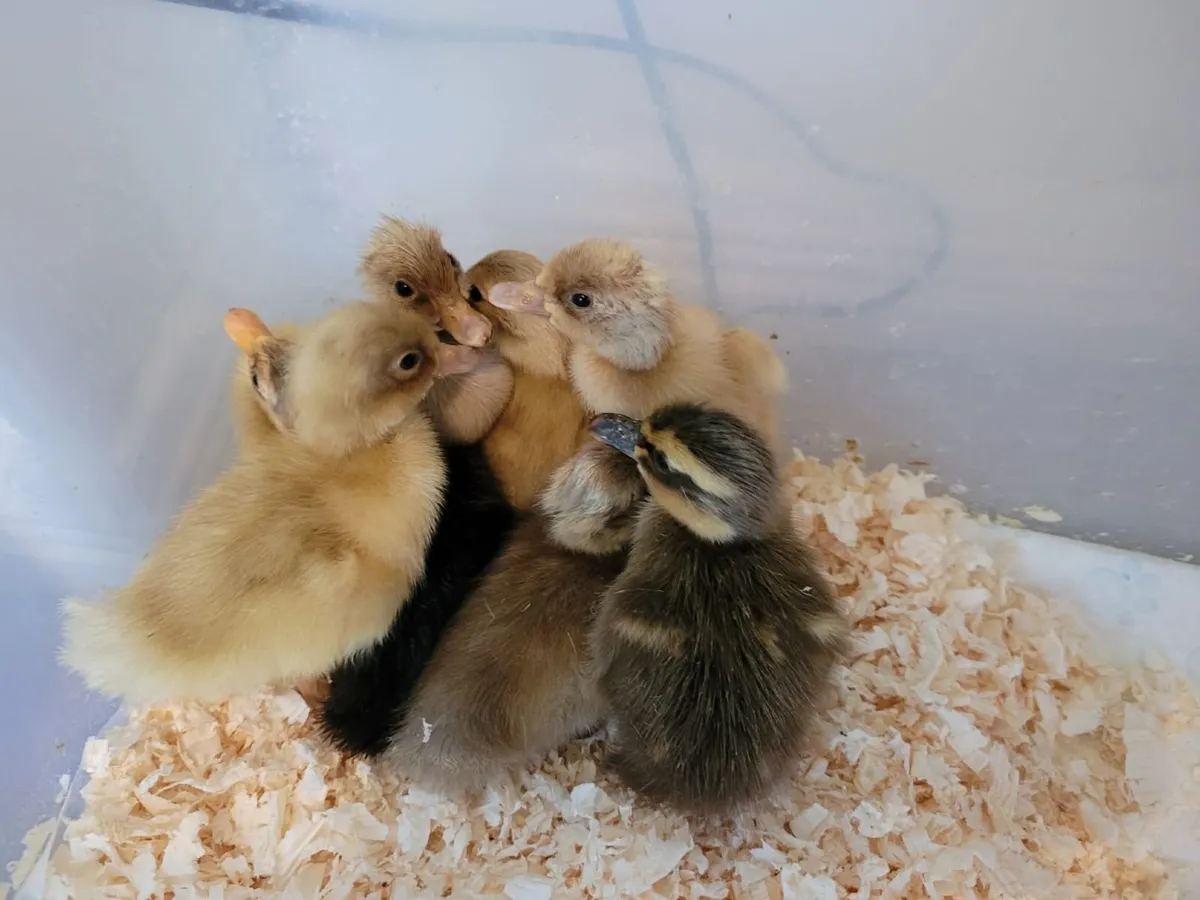 Ducklings - Image 1