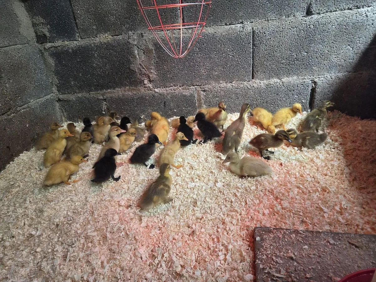 Ducklings - Image 2