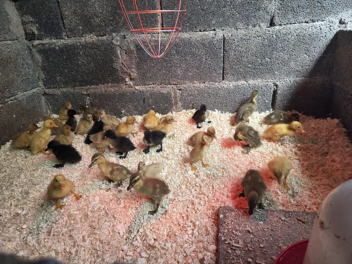Ducklings - Image 3