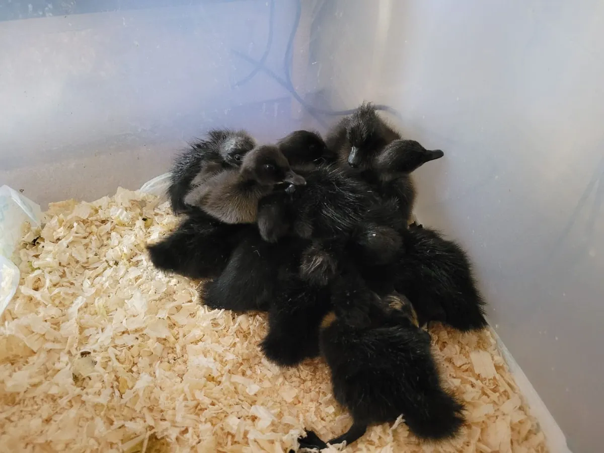 Ducklings - Image 4