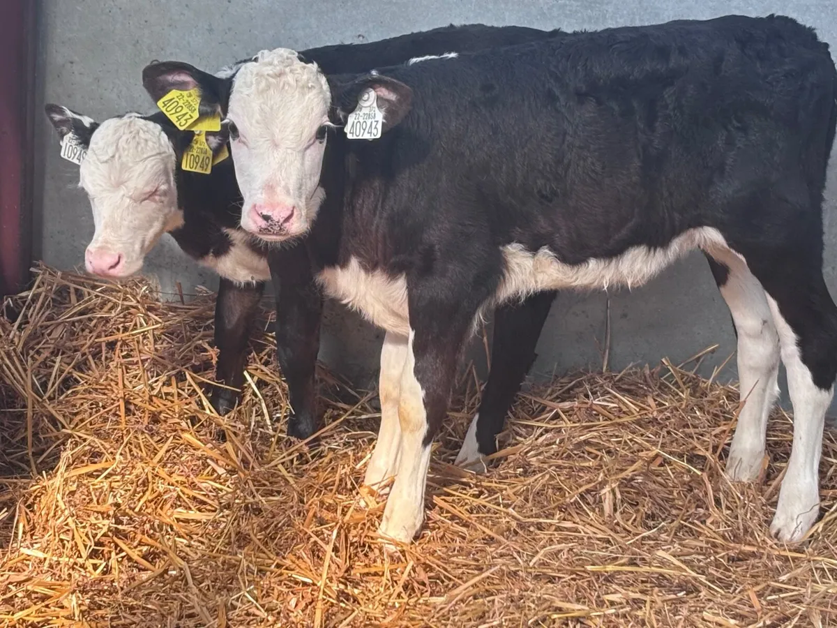 3 top quality Hereford heifer calves for sale - Image 1