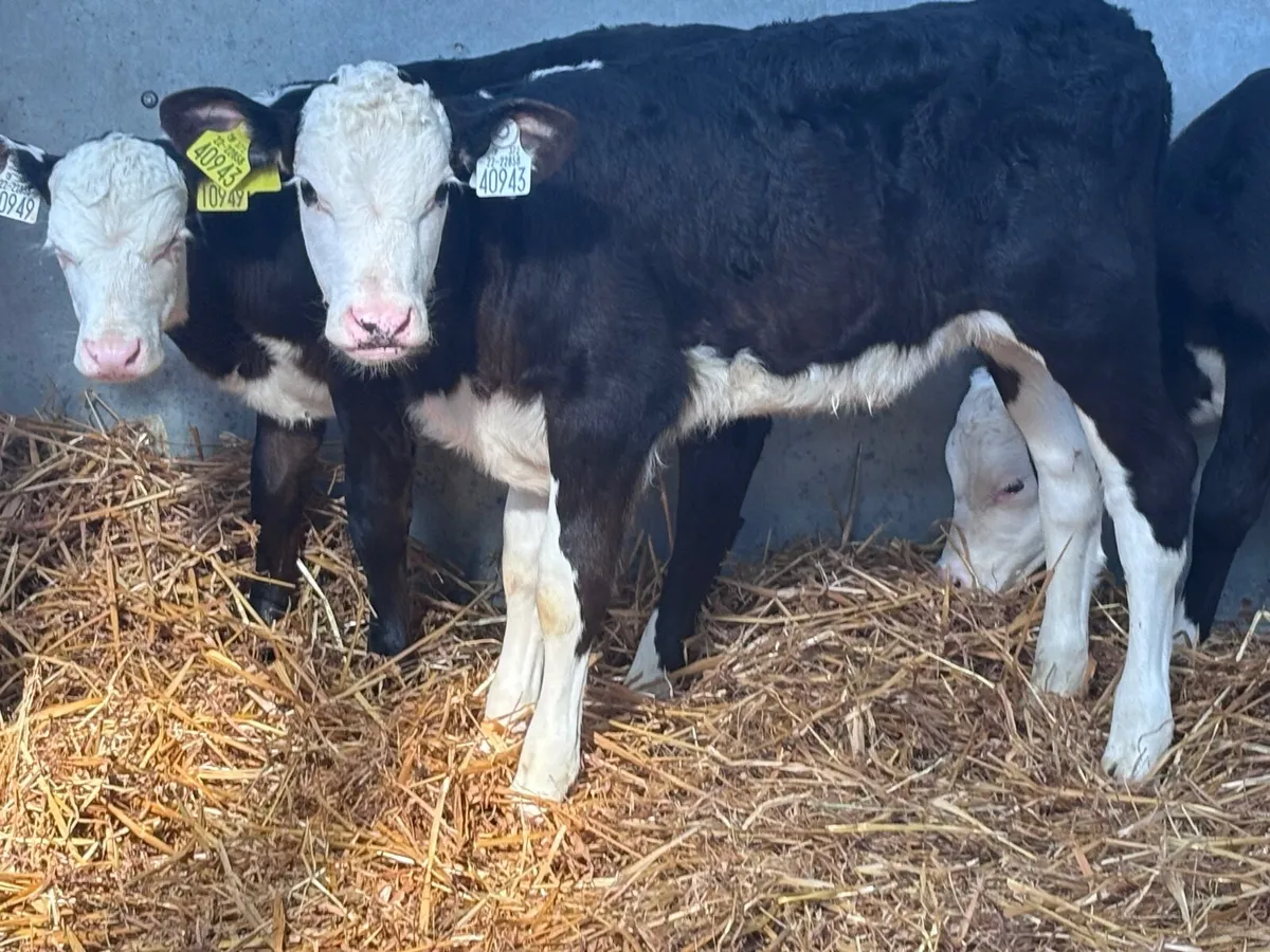 3 top quality Hereford heifer calves for sale - Image 2