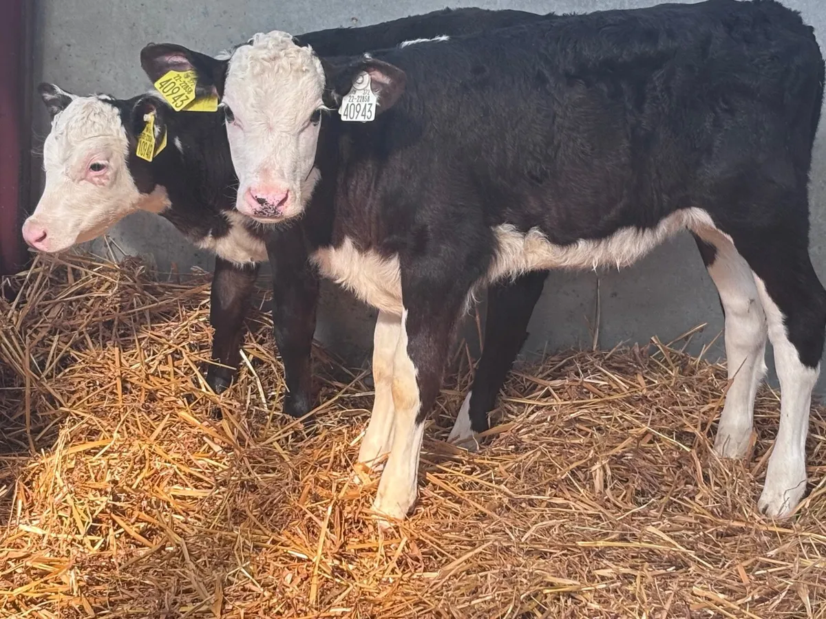 3 top quality Hereford heifer calves for sale - Image 3