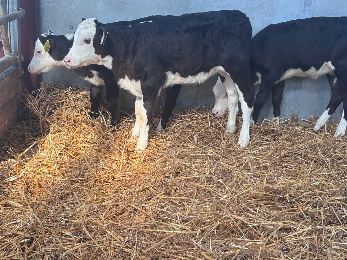 3 top quality Hereford heifer calves for sale - Image 4