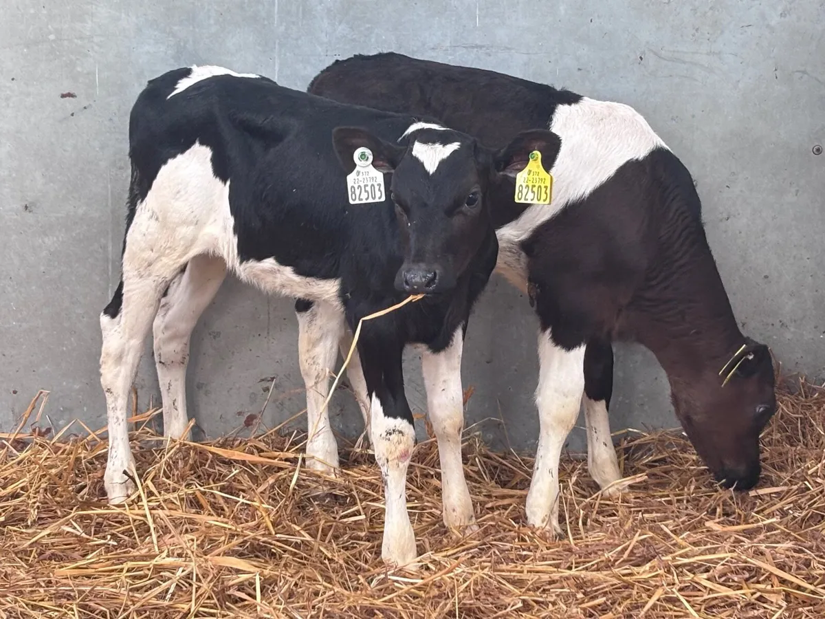 2 Freisan heifer calves for sale - Image 1