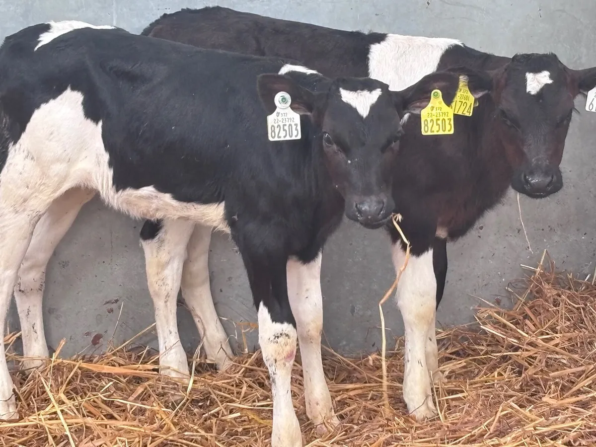 2 Freisan heifer calves for sale - Image 2