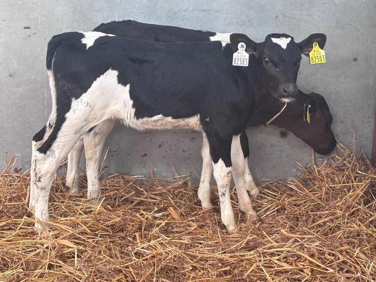 2 Freisan heifer calves for sale - Image 3
