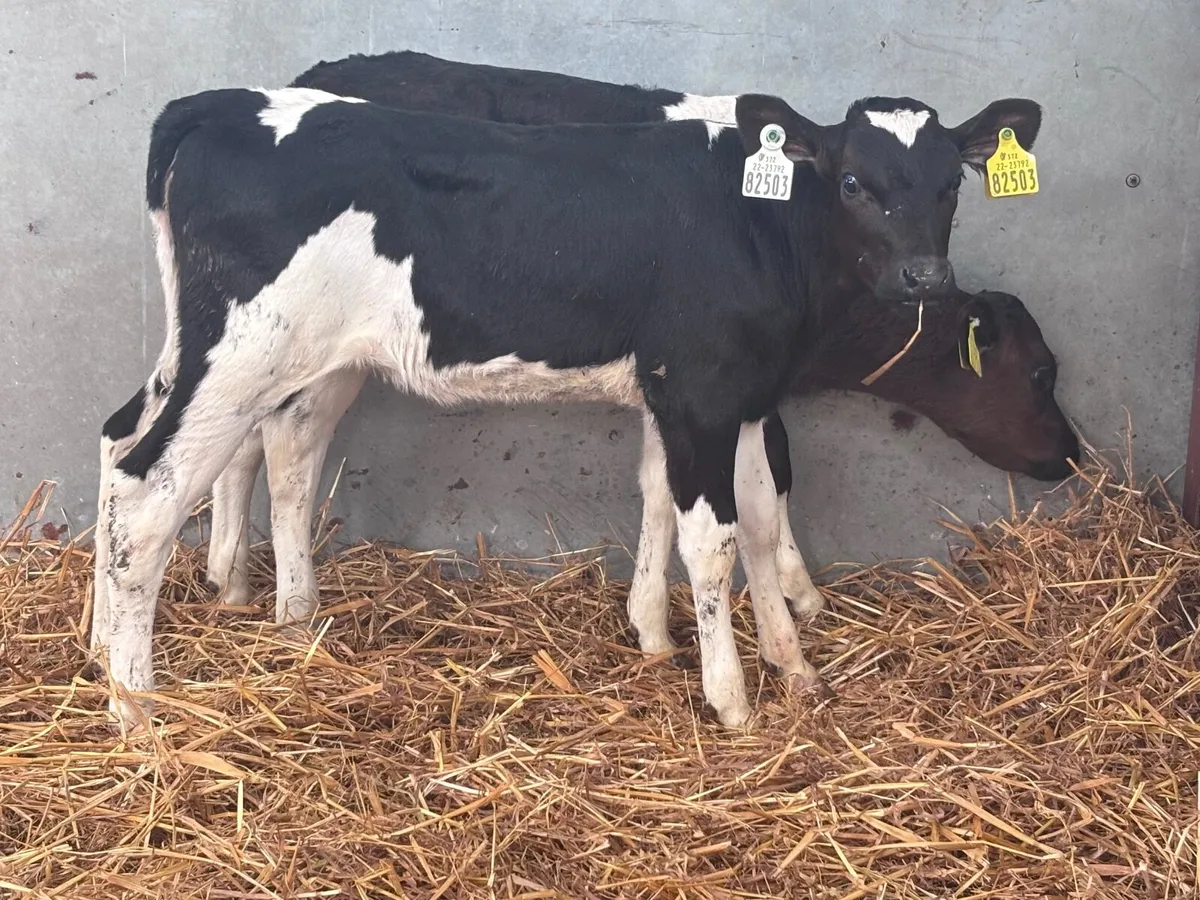 2 Freisan heifer calves for sale - Image 4
