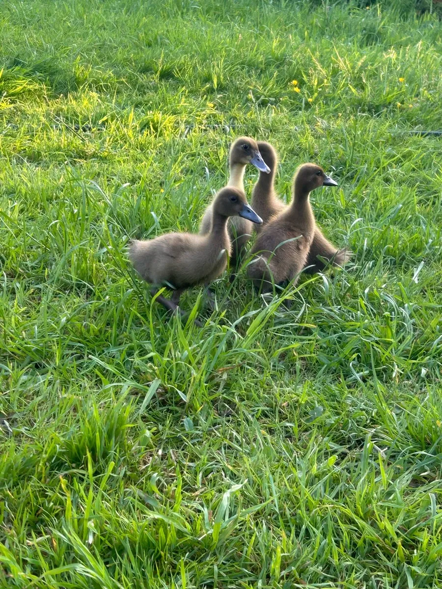 Ducklings - Image 1