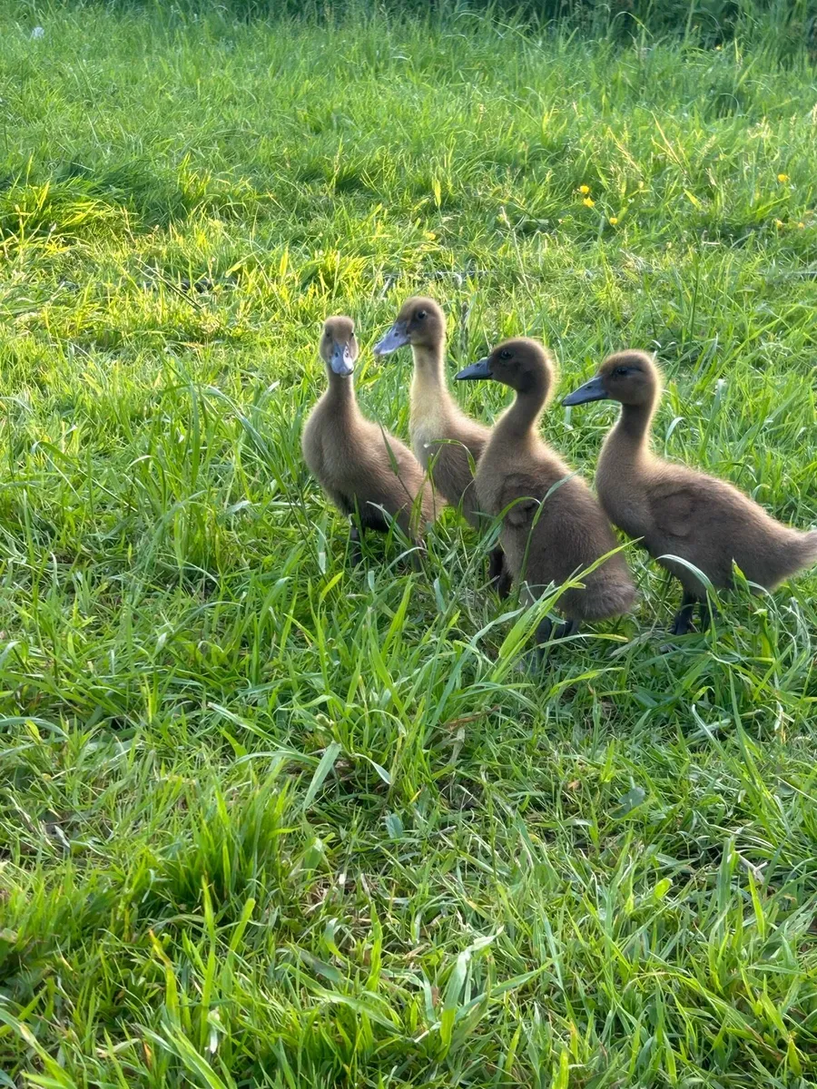 Ducklings - Image 2