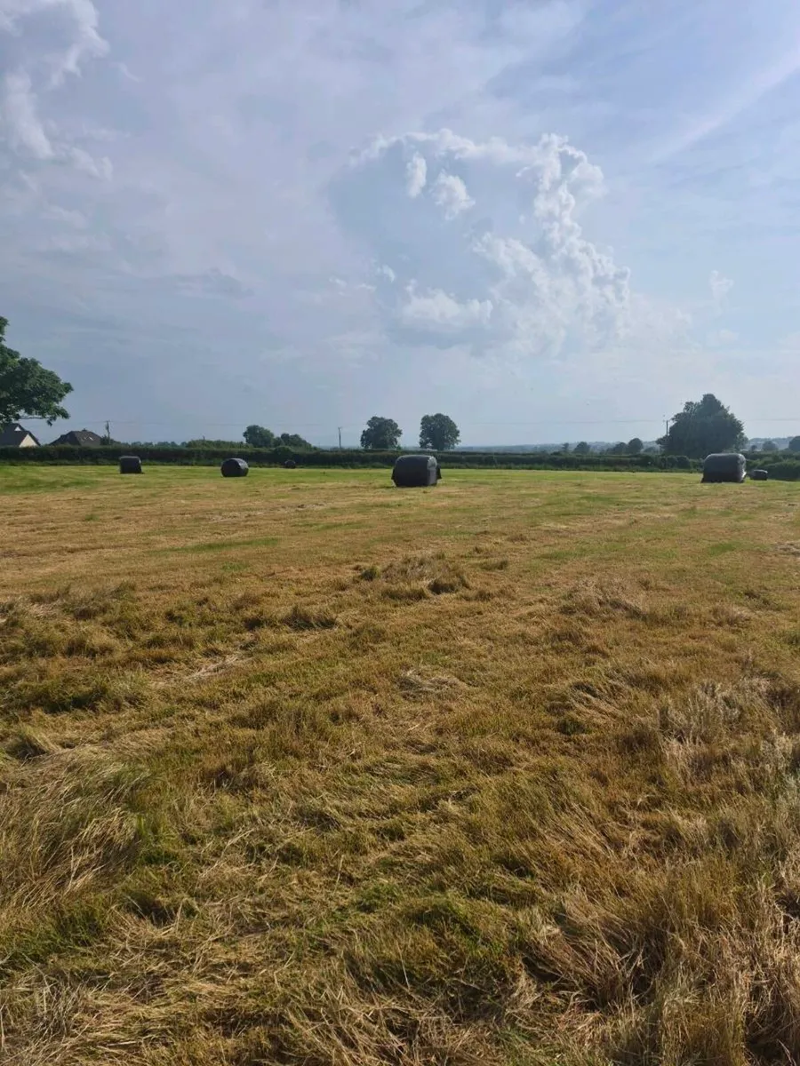 Bales of silage - Image 1