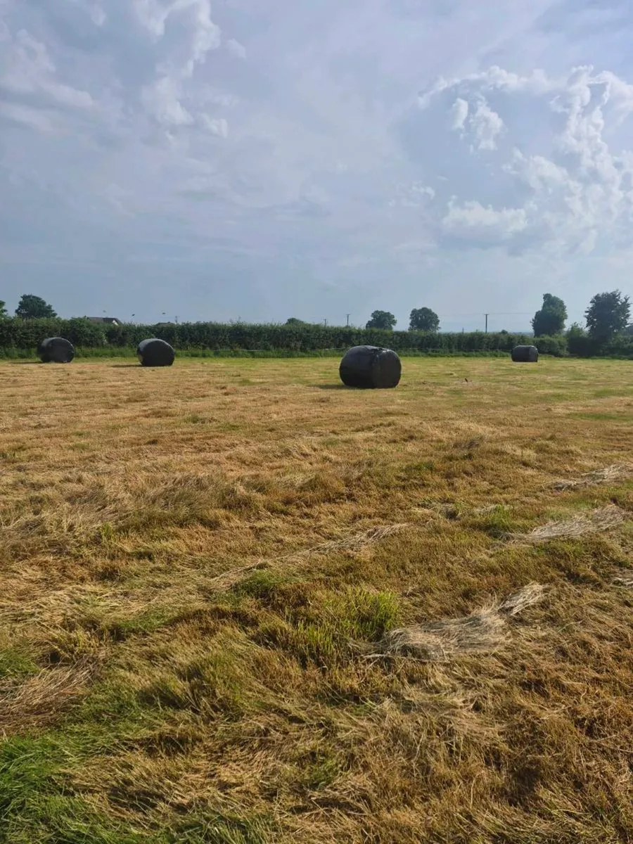 Bales of silage - Image 2