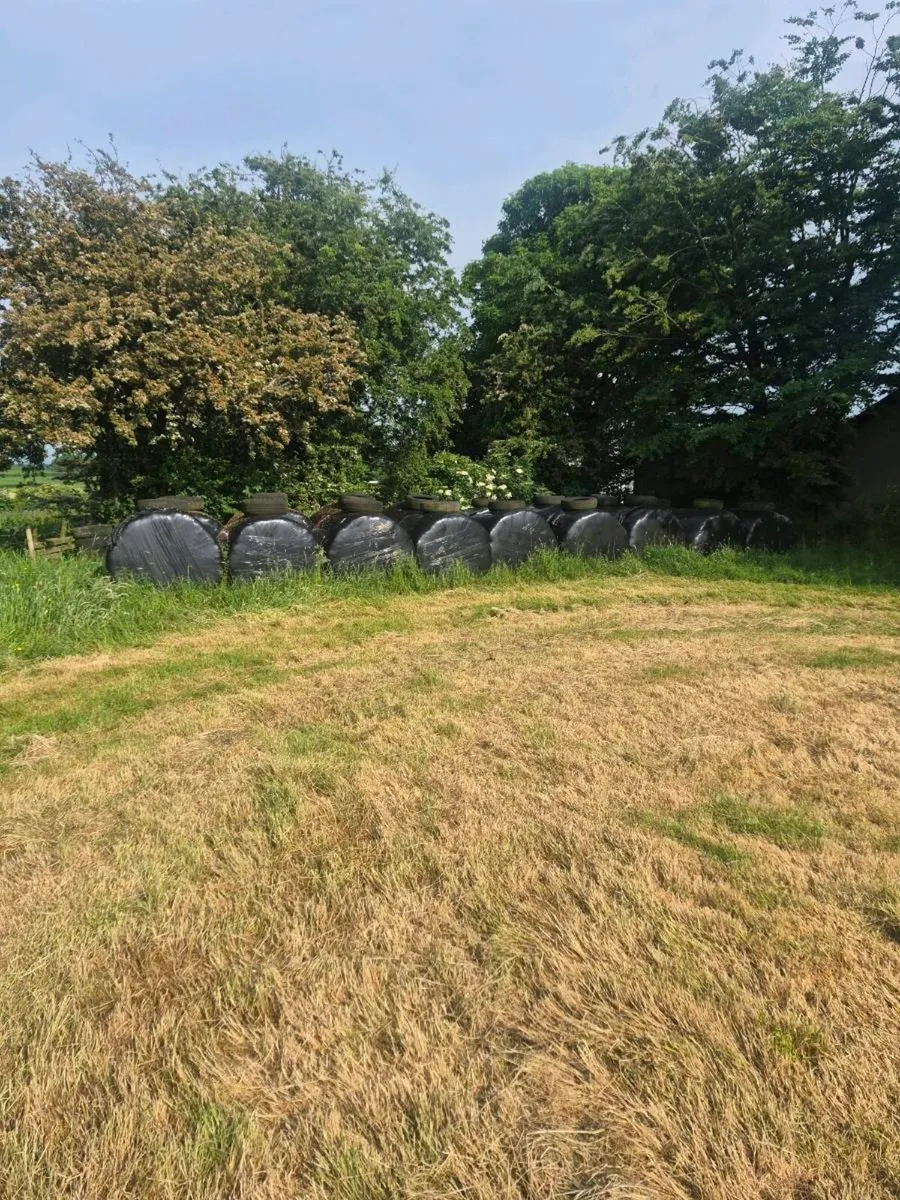 Bales of silage - Image 3