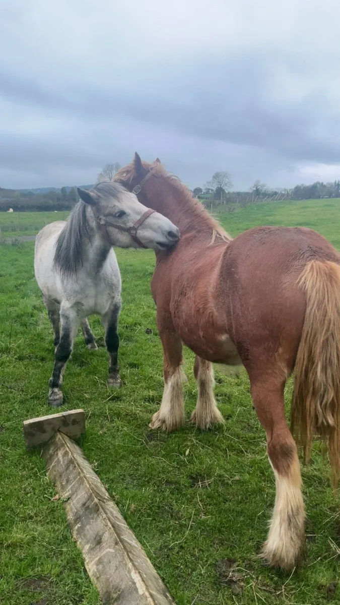 Pony - Image 2