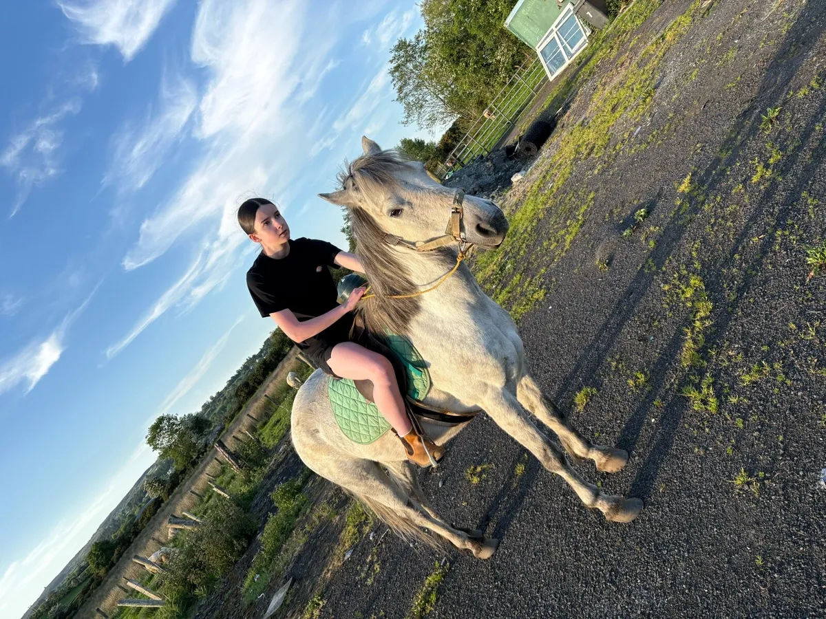 Pony - Image 1