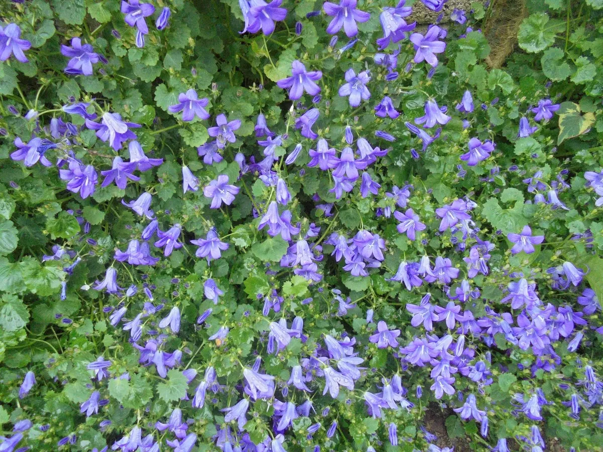 Campanula