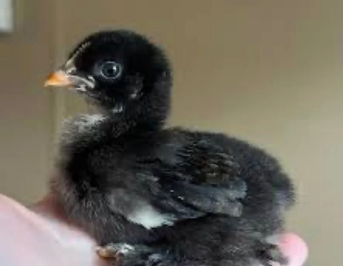 Chicks - Image 1