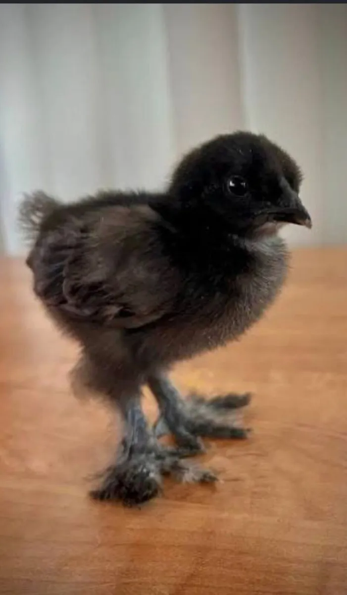 Chicks - Image 3