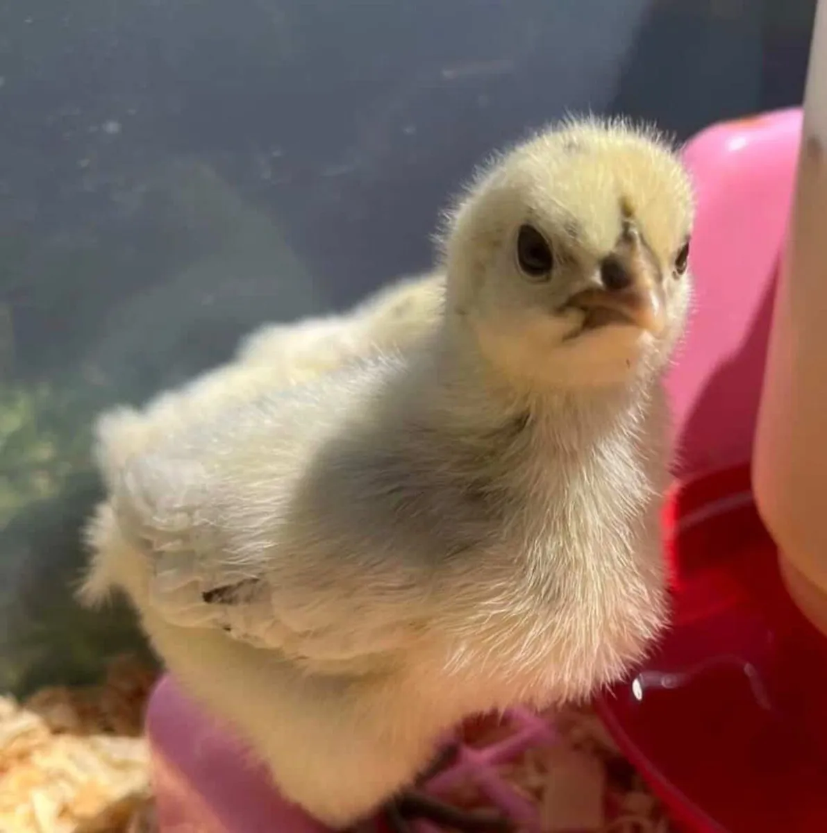 Chicks - Image 2
