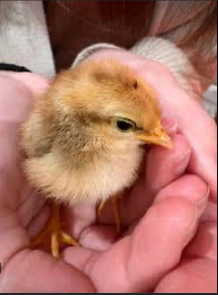 Chicks - Image 4