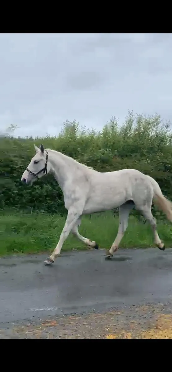 Filly - Image 3