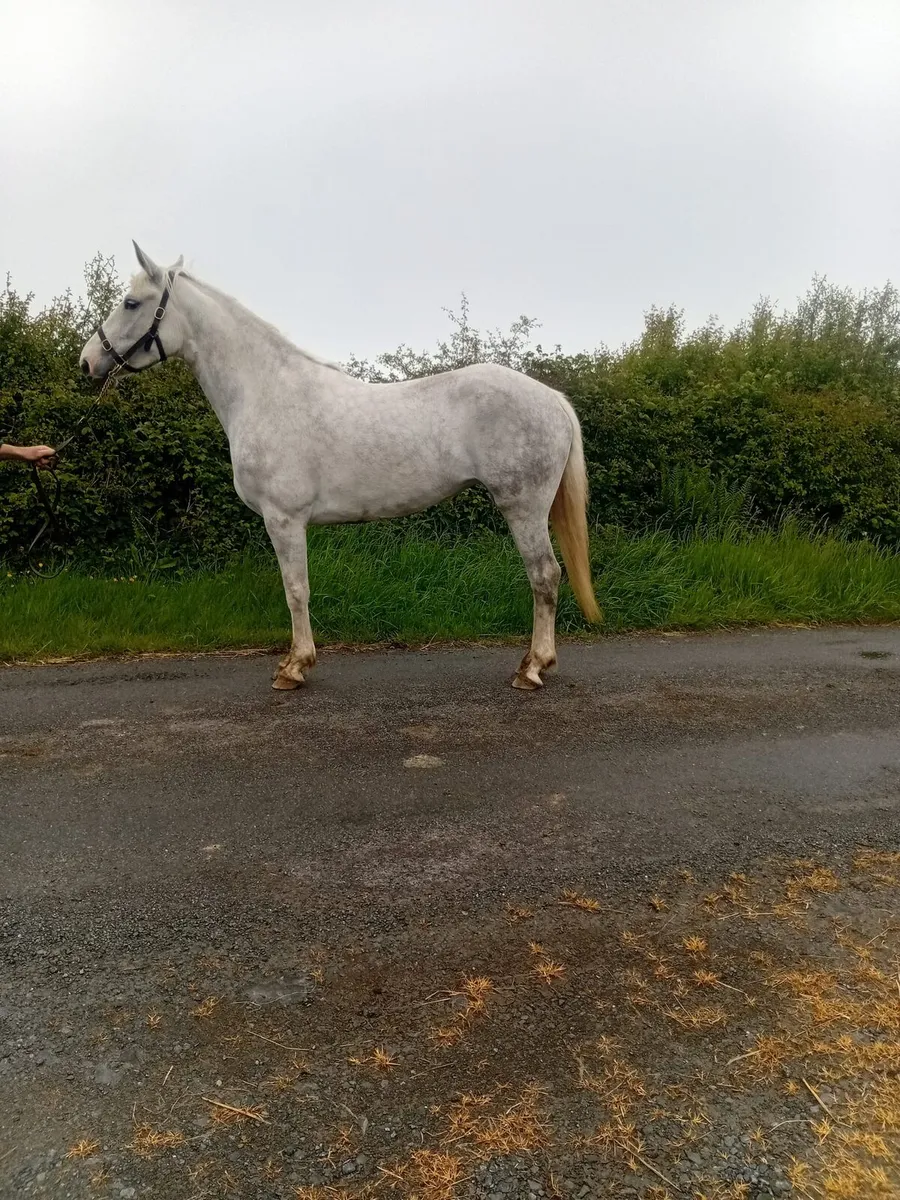 Filly - Image 1