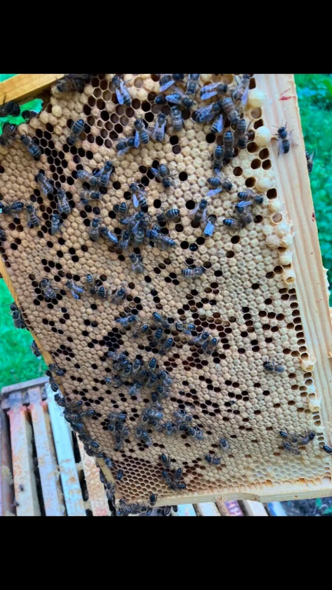 Bees and Nuc - Image 1
