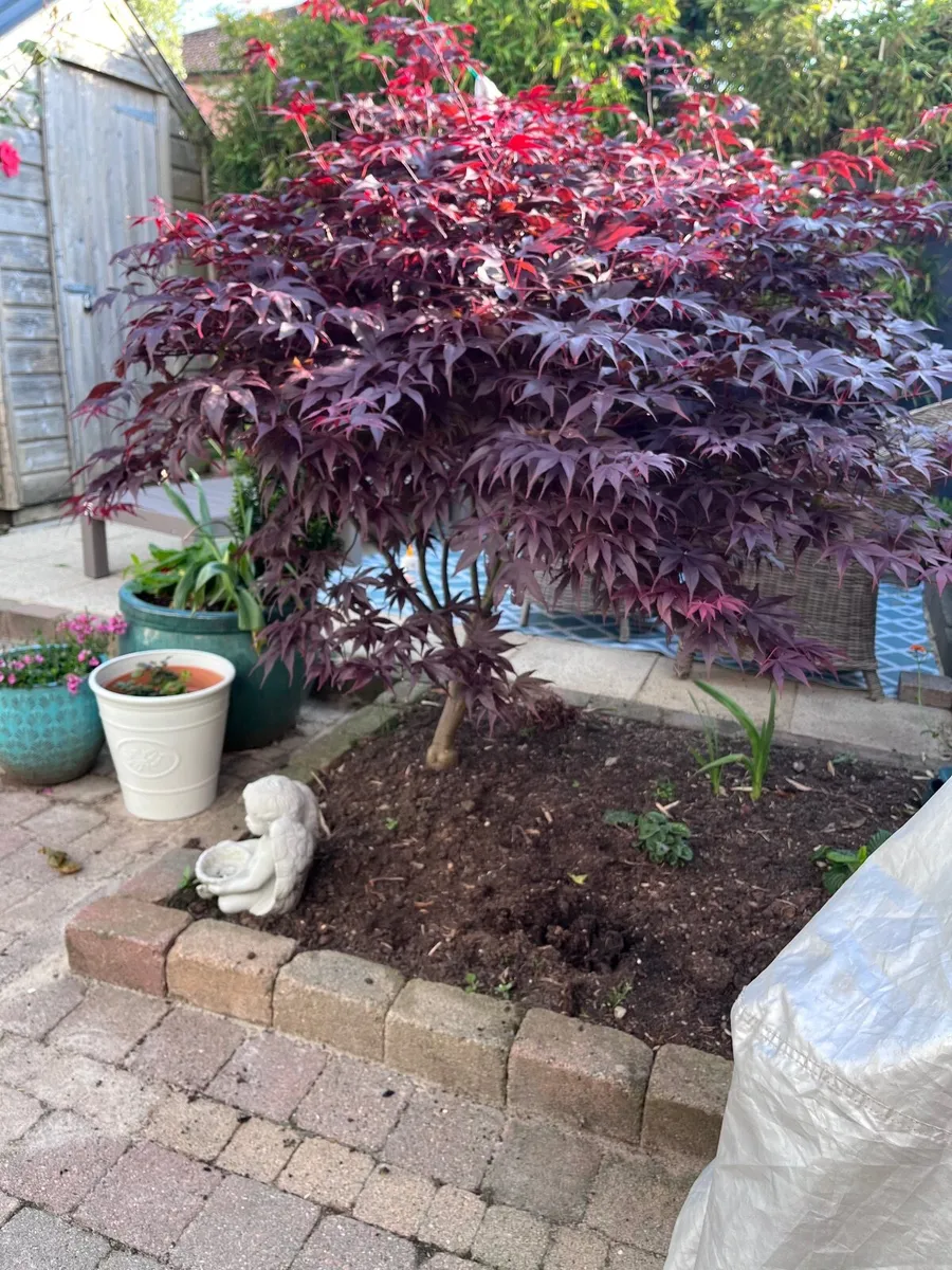 Stunning Mature Japanese Maple - Image 2
