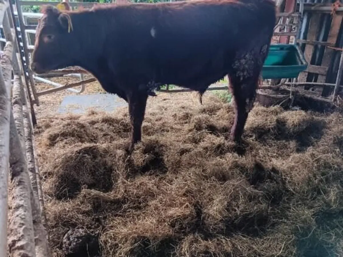 Yearling Pedigree SH Bull - Image 3