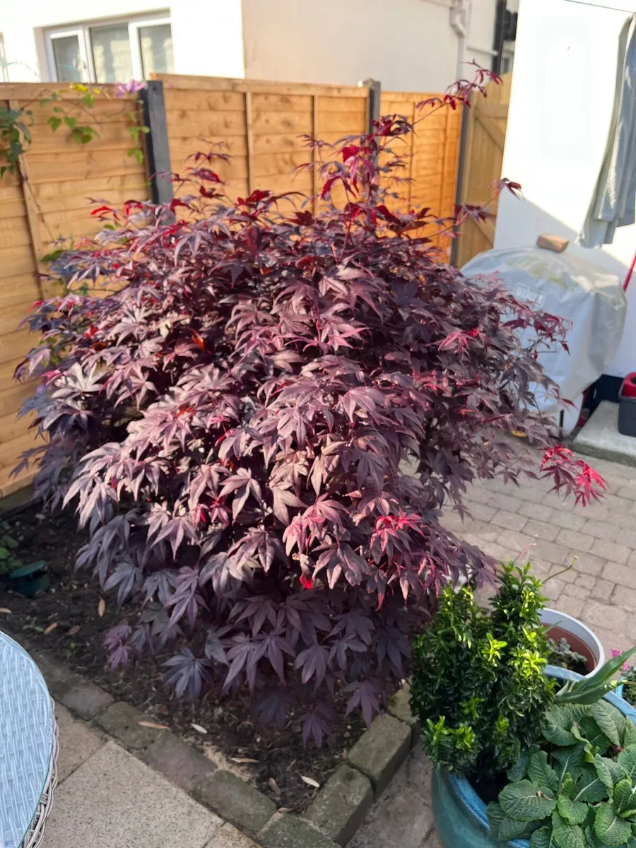 Stunning Mature Japanese Maple - Image 3