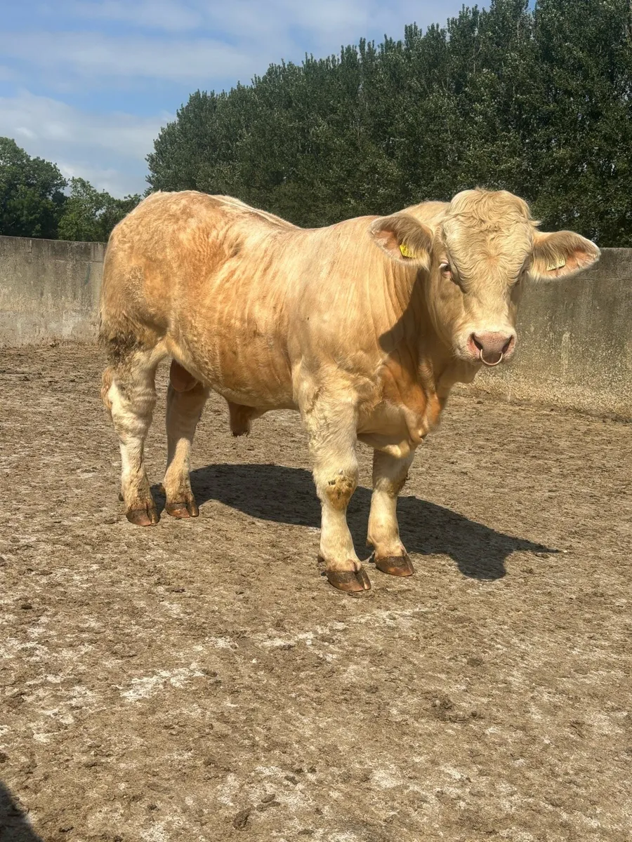 🌟Pedigree Charolais Bull🌟 - Image 3