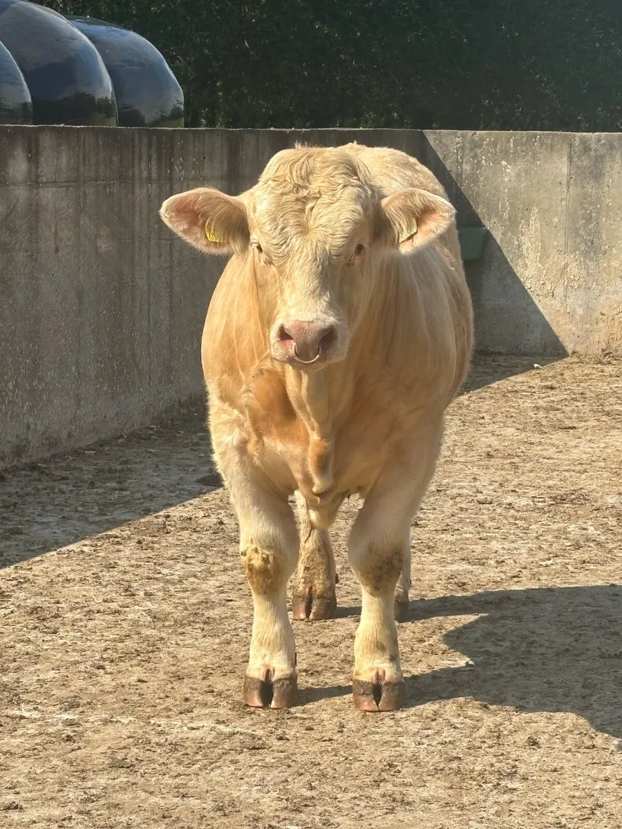 🌟Pedigree Charolais Bull🌟 - Image 4
