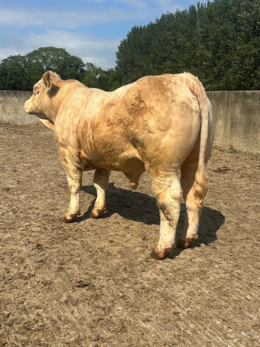 🌟Pedigree Charolais Bull🌟 - Image 1