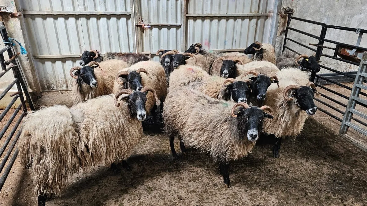 Mayo Ewes and Lambs - Image 1