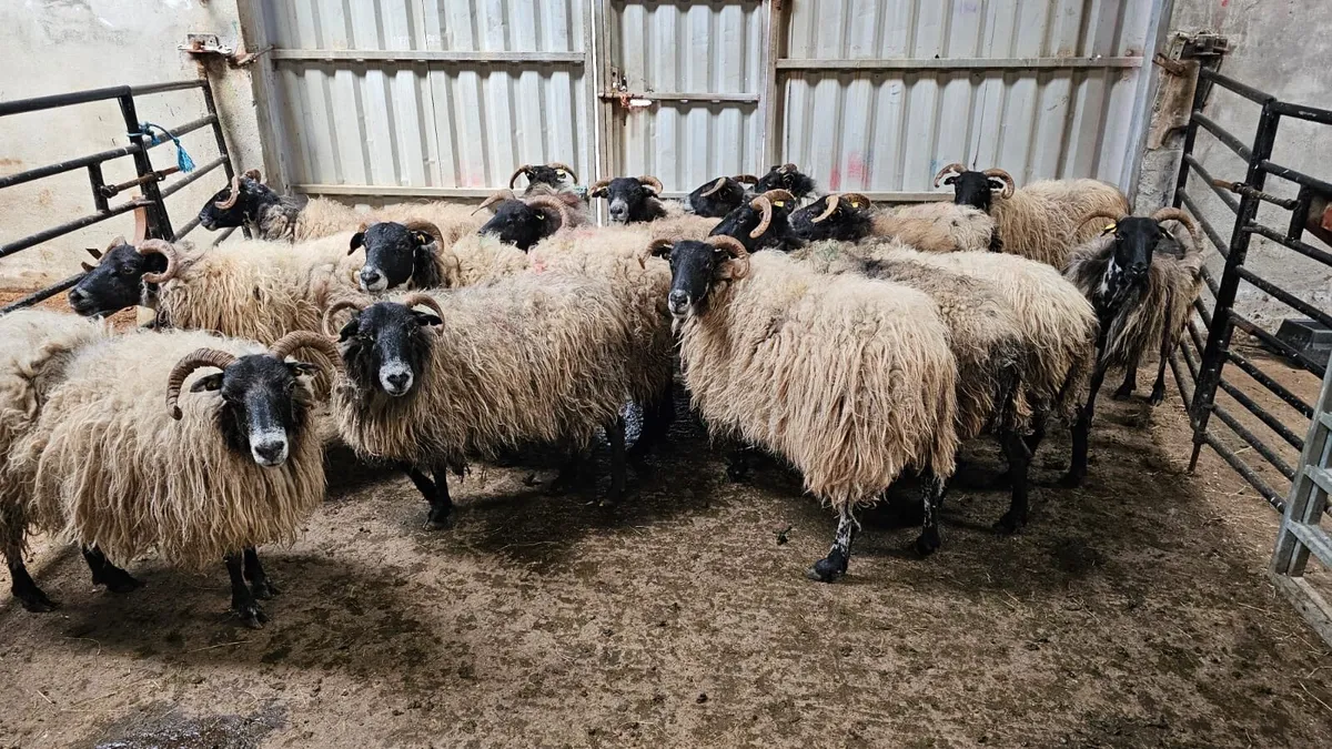 Mayo Ewes and Lambs - Image 2