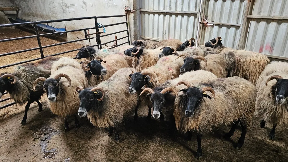 Mayo Ewes and Lambs - Image 3